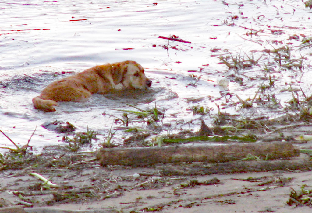 What Retrievers love most – water