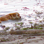 What Retrievers love most – water